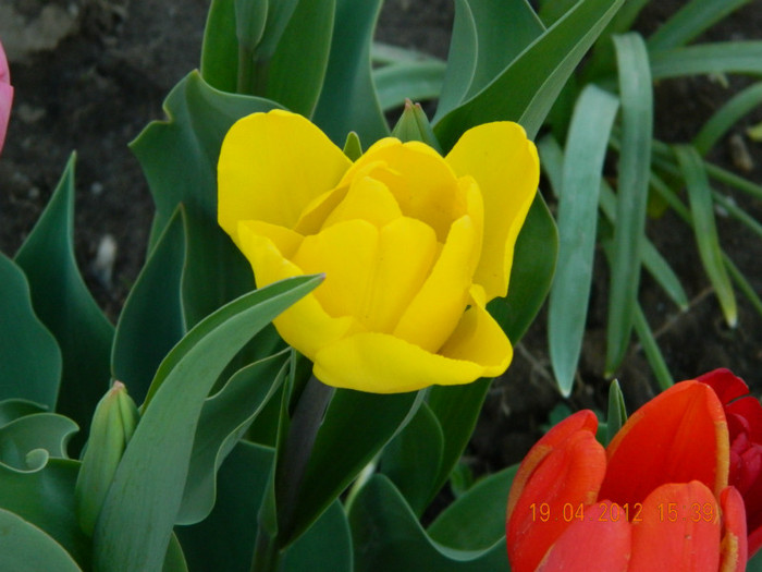 031 - 4_APRILIE