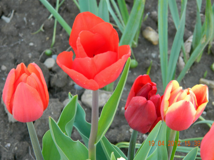 032 - 4_APRILIE