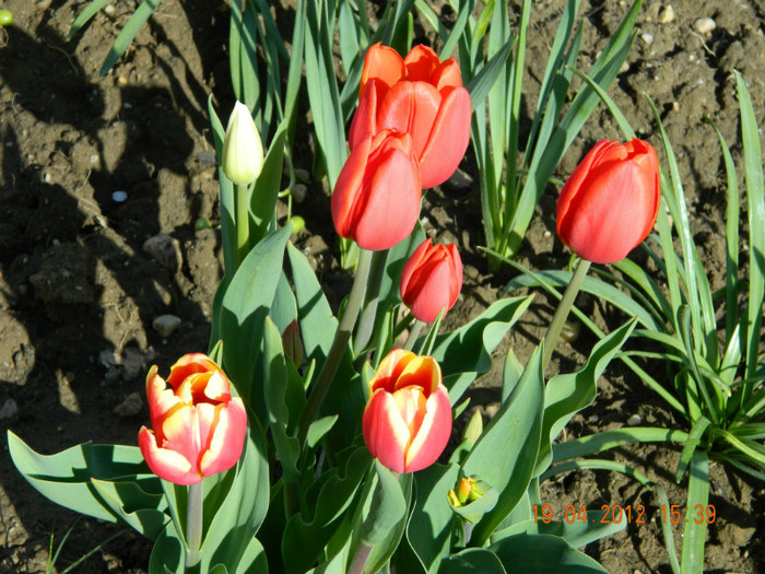 033 - 4_APRILIE