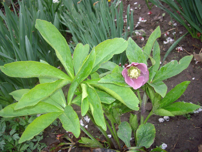 hellebborus orientalis-spinz de iarna - Flori 2012