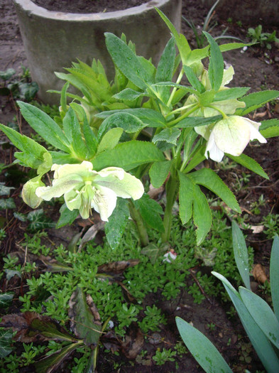 hellebborus orientalis-spinz de iarna - Flori 2012