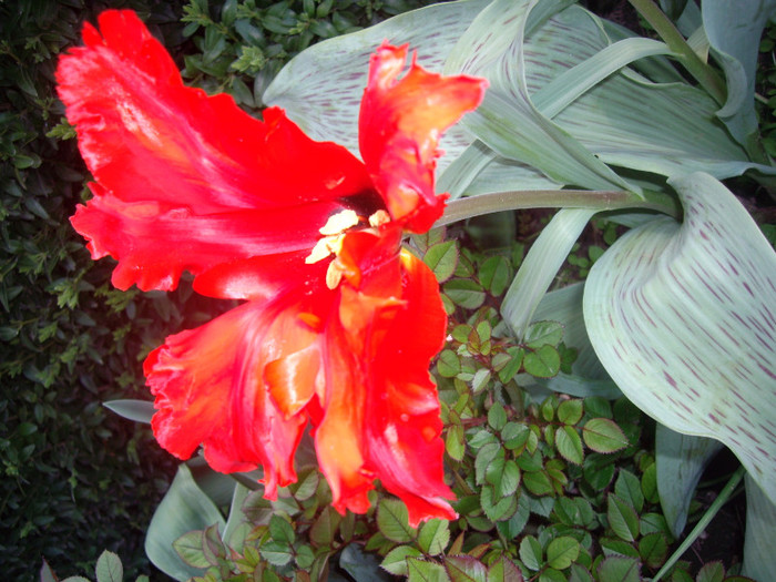 IMGP1575 - Flori 2012