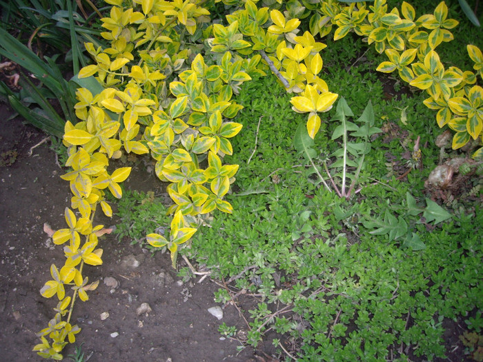 IMGP1584 - Flori 2012