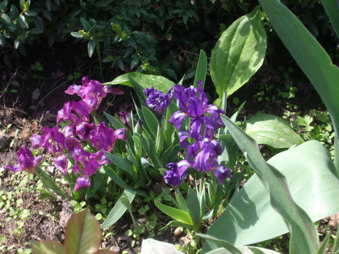 IMGP1629 - Flori 2012