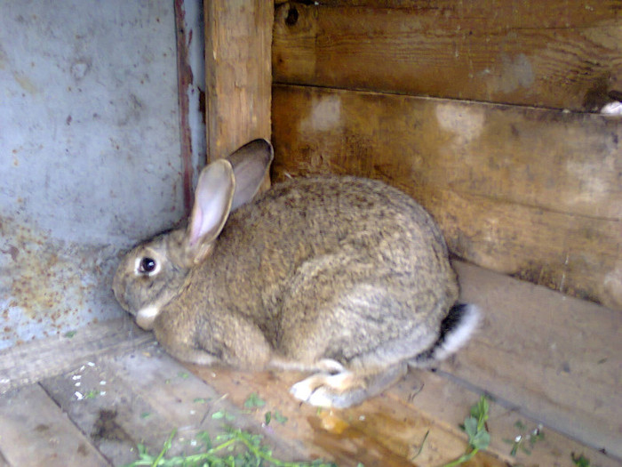femela - iepuri de casa