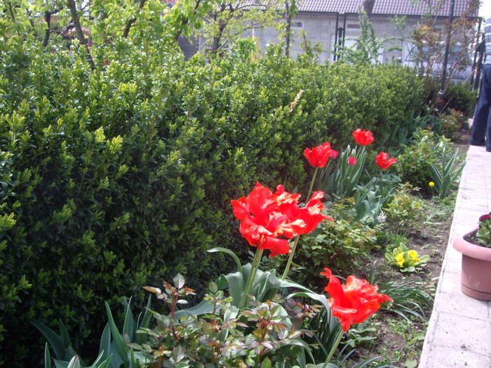 IMGP1636 - Flori 2012