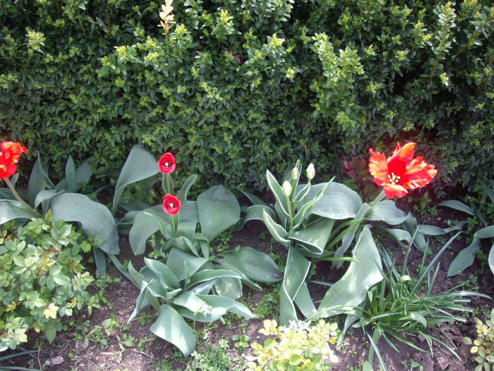 IMGP1637 - Flori 2012