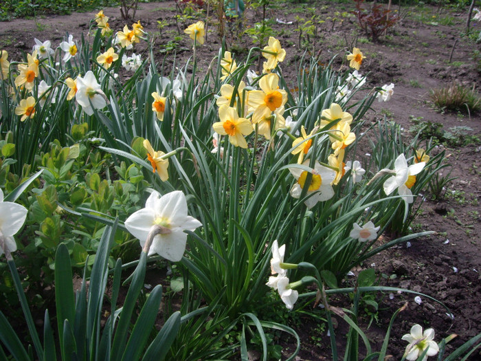 IMGP1638 - Flori 2012