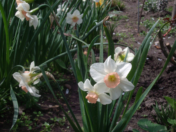 IMGP1639 - Flori 2012