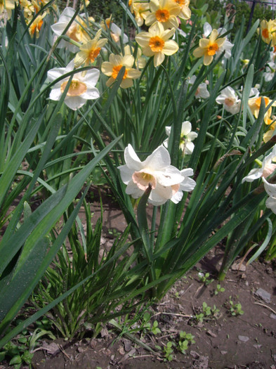 IMGP1647 - Flori 2012