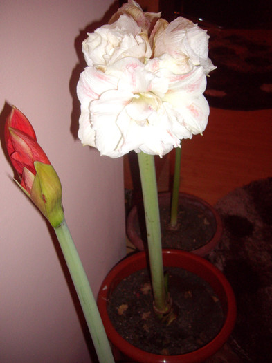 IMGP1194 - Flori 2012