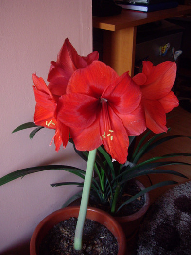 IMGP1251 - Flori 2012