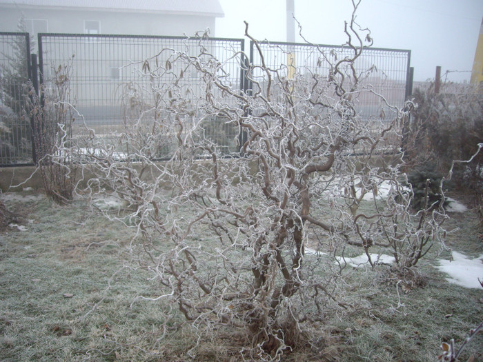 IMGP1277 - Flori 2012