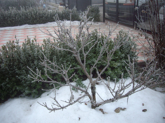 IMGP1278 - Flori 2012