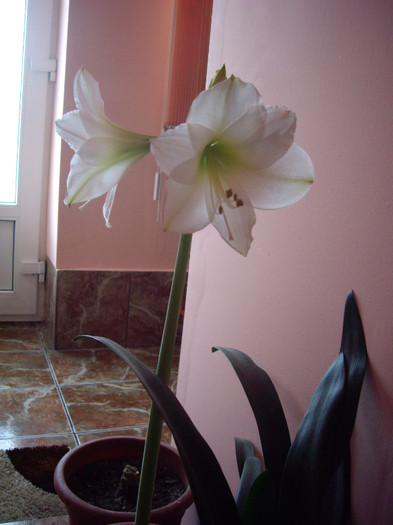 IMGP1284 - Flori 2012