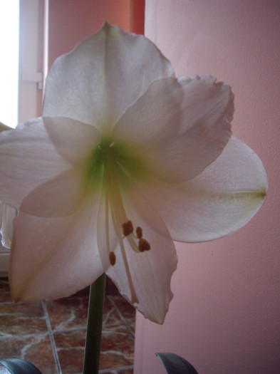 IMGP1286 - Flori 2012