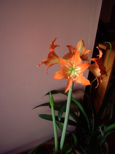 IMGP1309 - Flori 2012