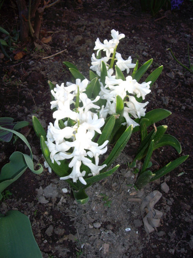 IMGP1412 - Flori 2012