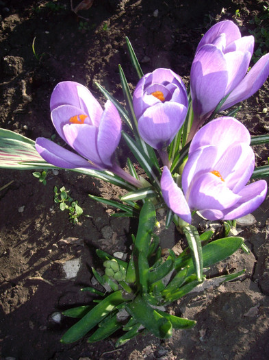 IMGP1439 - Flori 2012