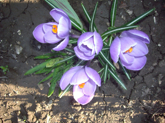 crocusi - Flori 2012