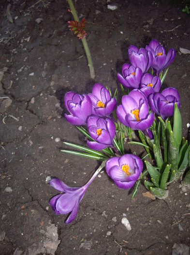 IMGP1441 - Flori 2012