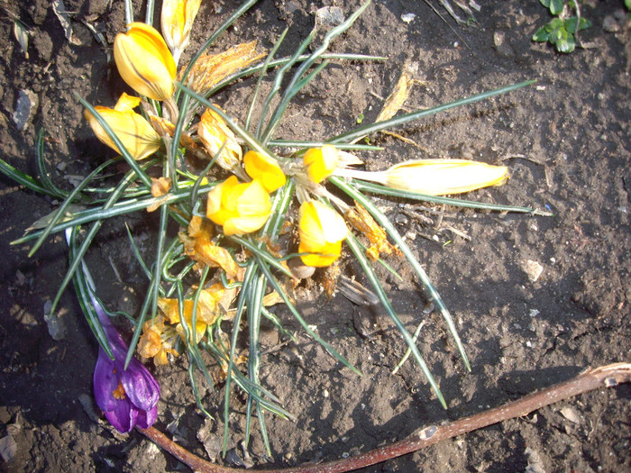 IMGP1443 - Flori 2012