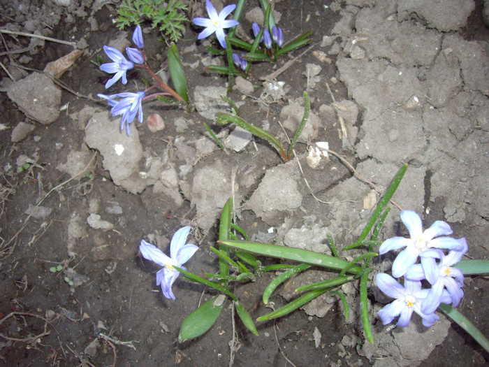 IMGP1445 - Flori 2012