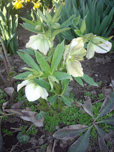 IMGP1449 - Flori 2012