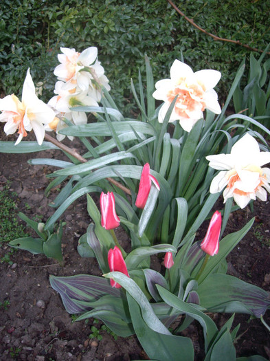 IMGP1469 - Flori 2012