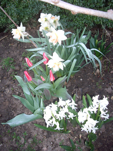 IMGP1472 - Flori 2012