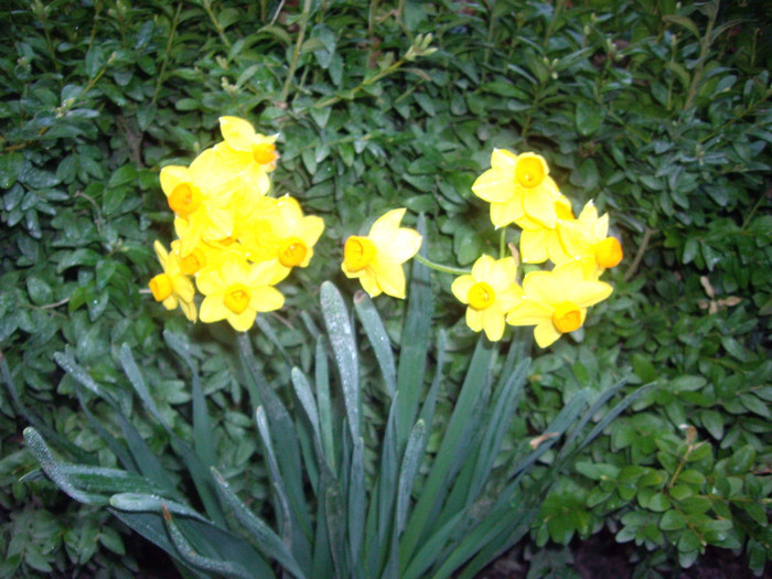 IMGP1487 - Flori 2012