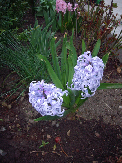 IMGP1489 - Flori 2012