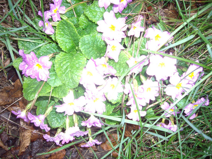 IMGP1518 - Flori 2012