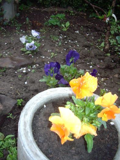 IMGP1525 - Flori 2012