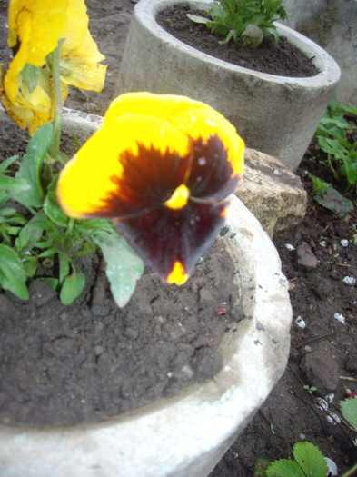 IMGP1530 - Flori 2012