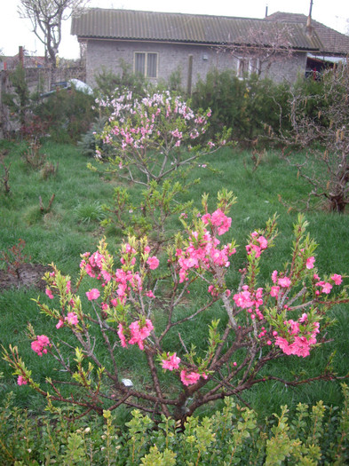 IMGP1540 - Flori 2012