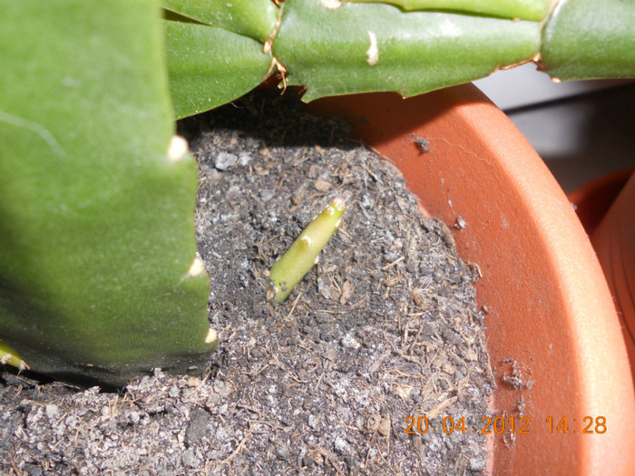 DSCN0561 - Epiphyllum 2012