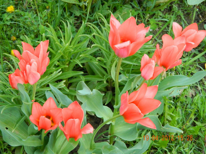 003 - 4_APRILIE
