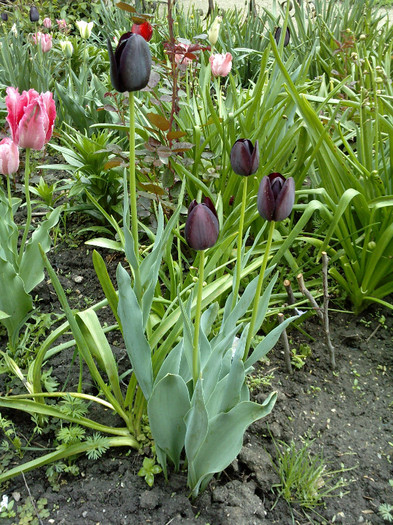 P200412_13.260002