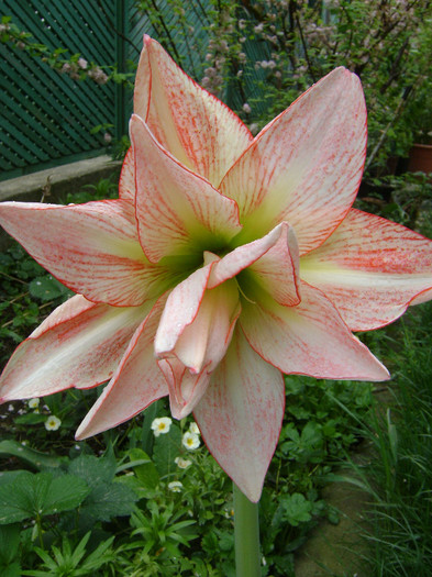 Double record - AMARYLLIDACEAE-Hippeastrum