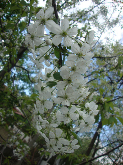  - in gradina