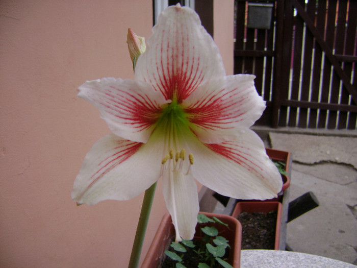 DSC08489 - amaryllis 2012