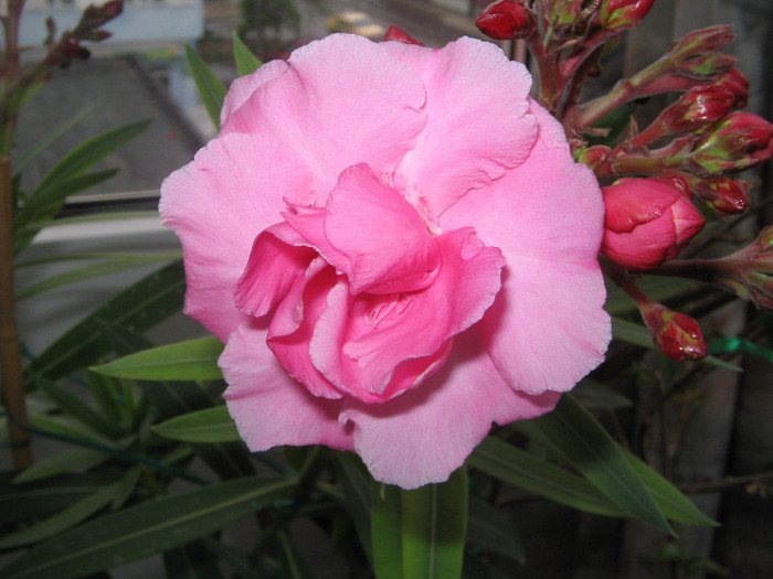 roz dublu - Leandrii 2012