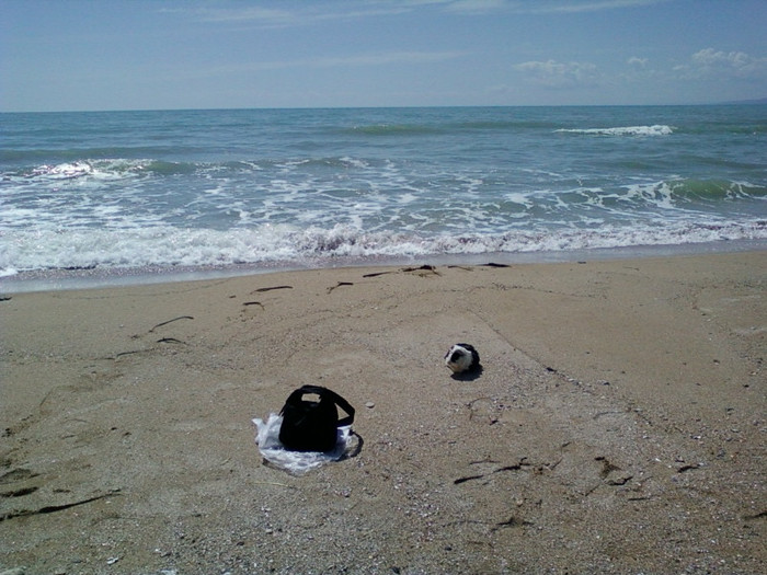 ernie iubeste marea...in bulgaria...