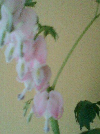 flori la dicentra