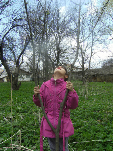 copacul meu va creste mult...