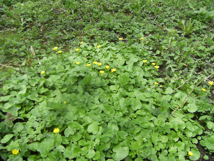 floricele prin livada 20 apl 2012