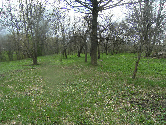 prin livada la 20 aprl 2012 - april 2012