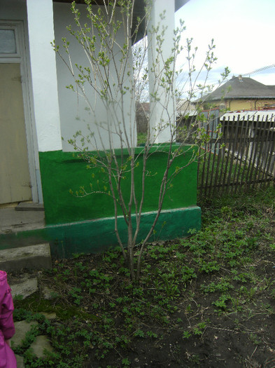 semna de inflorire liliacul are la 20 apl 2012 - april 2012