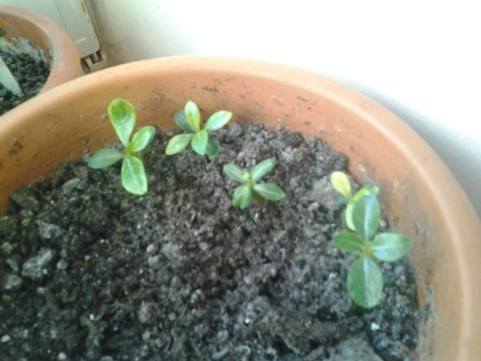 5 Adenium - Adenium din seminte